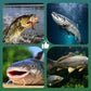 🥳 2026 HETFÖRSÄLJNING 🥳 💞 50 000+ SÅLDA! 🎣🌊 Högflytande flytkrok – Håller sig på perfekt djup, ljus färg lockar fler hugg. Vass högkolehaltigt stål. En spelförändrare för sportfiskare! 🐟✨